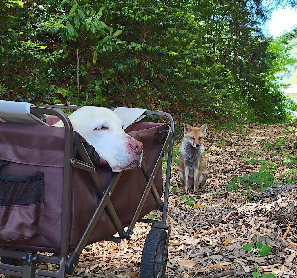 ラブラドールとキツネ