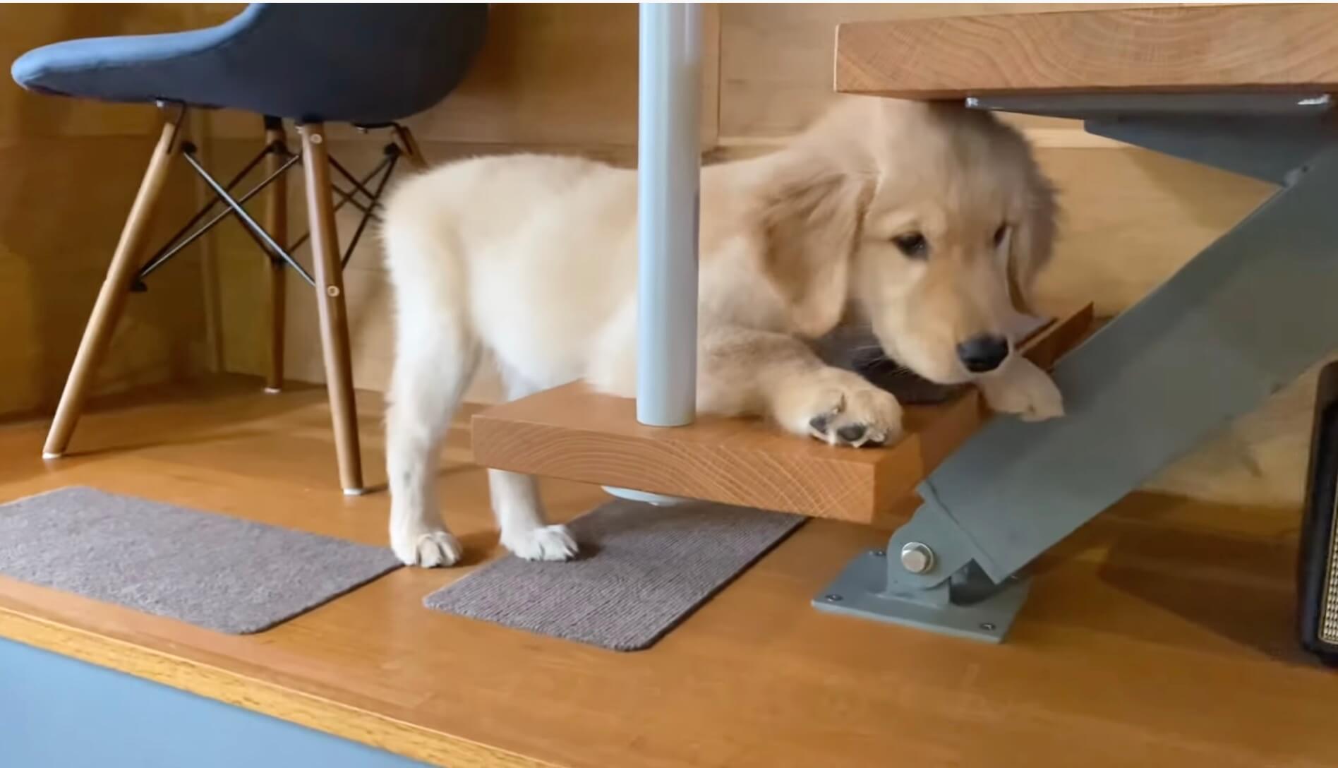 ゴールデンレトリーバー,動画