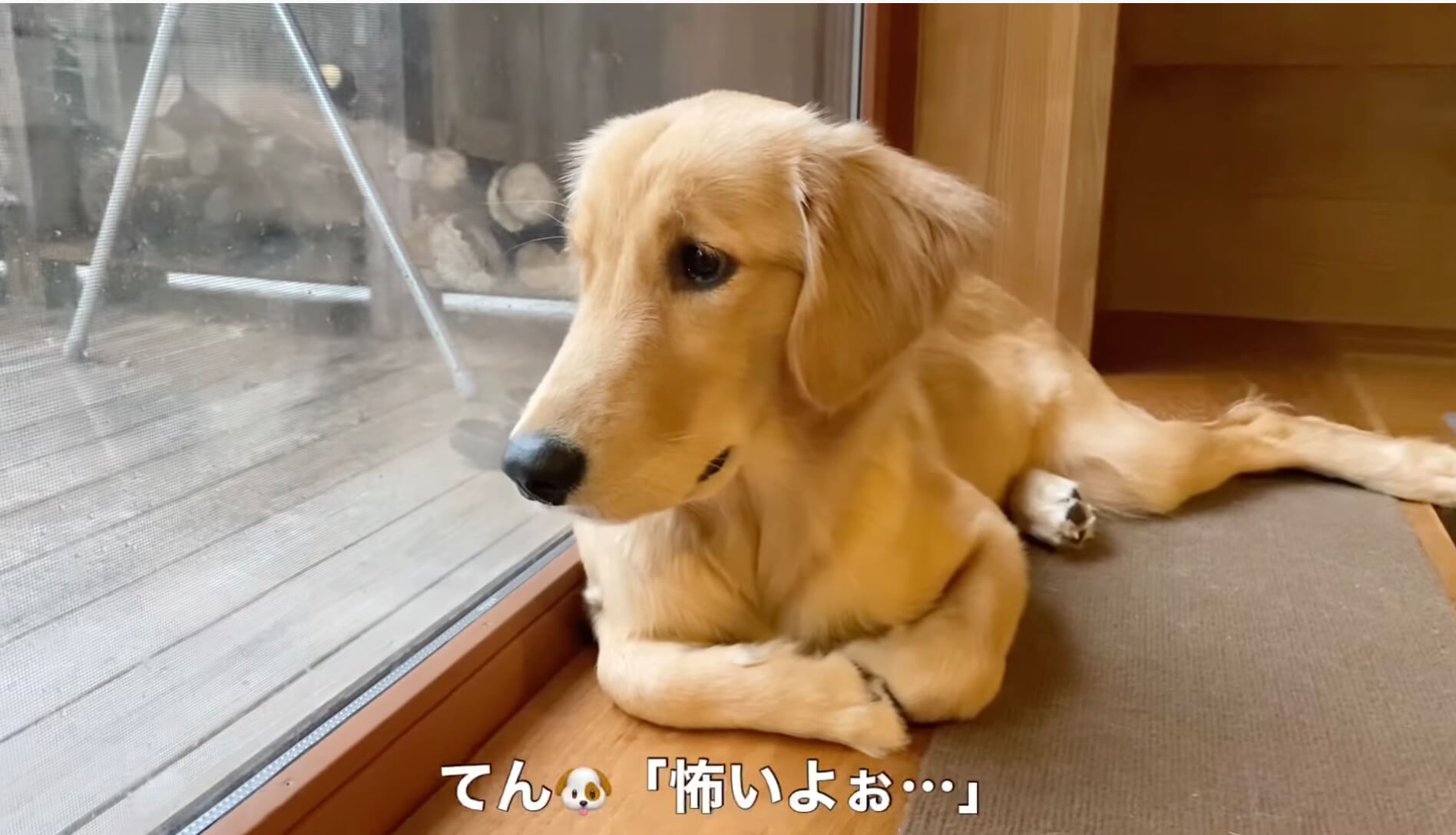 ゴールデンレトリーバー,動画