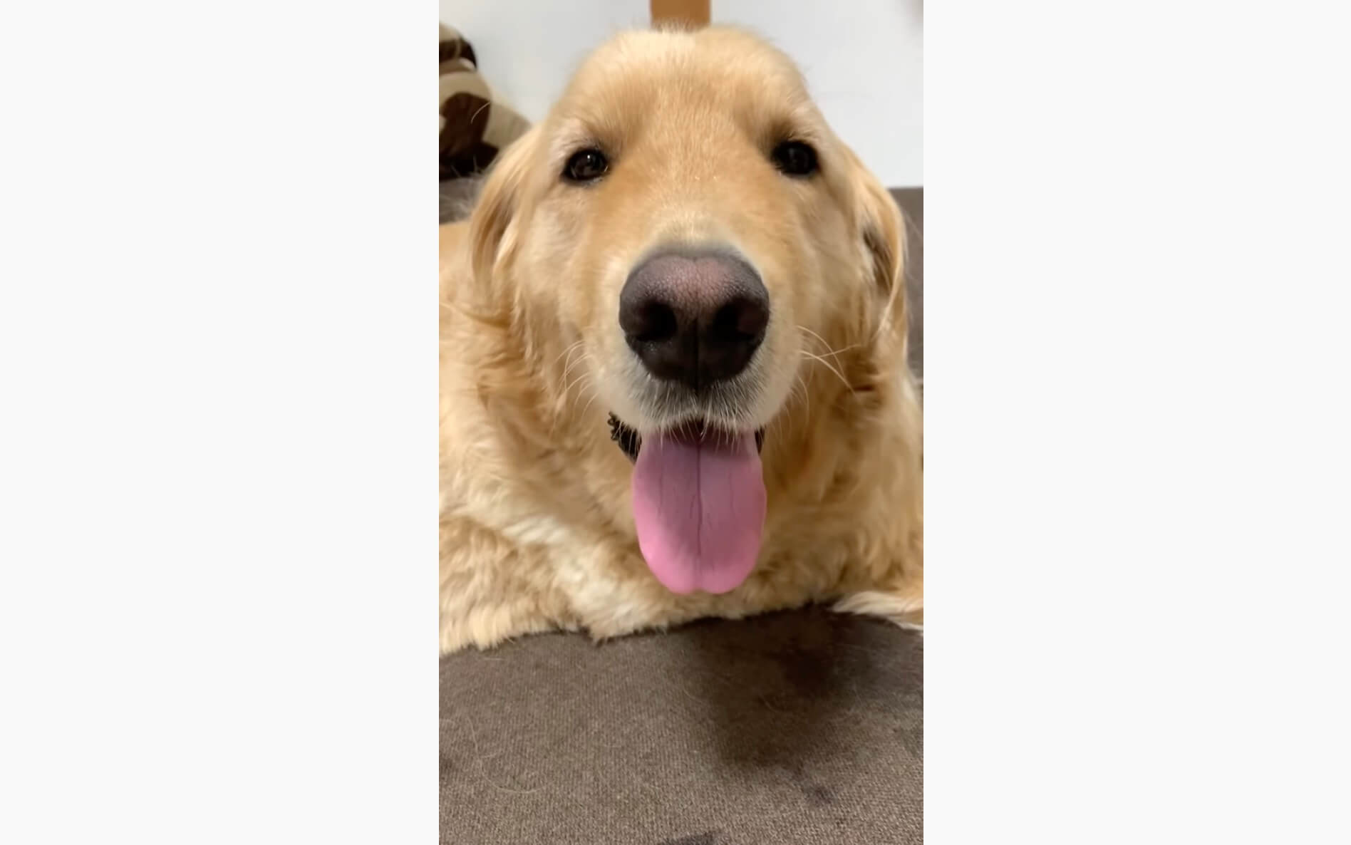 ゴールデンレトリーバー,動画