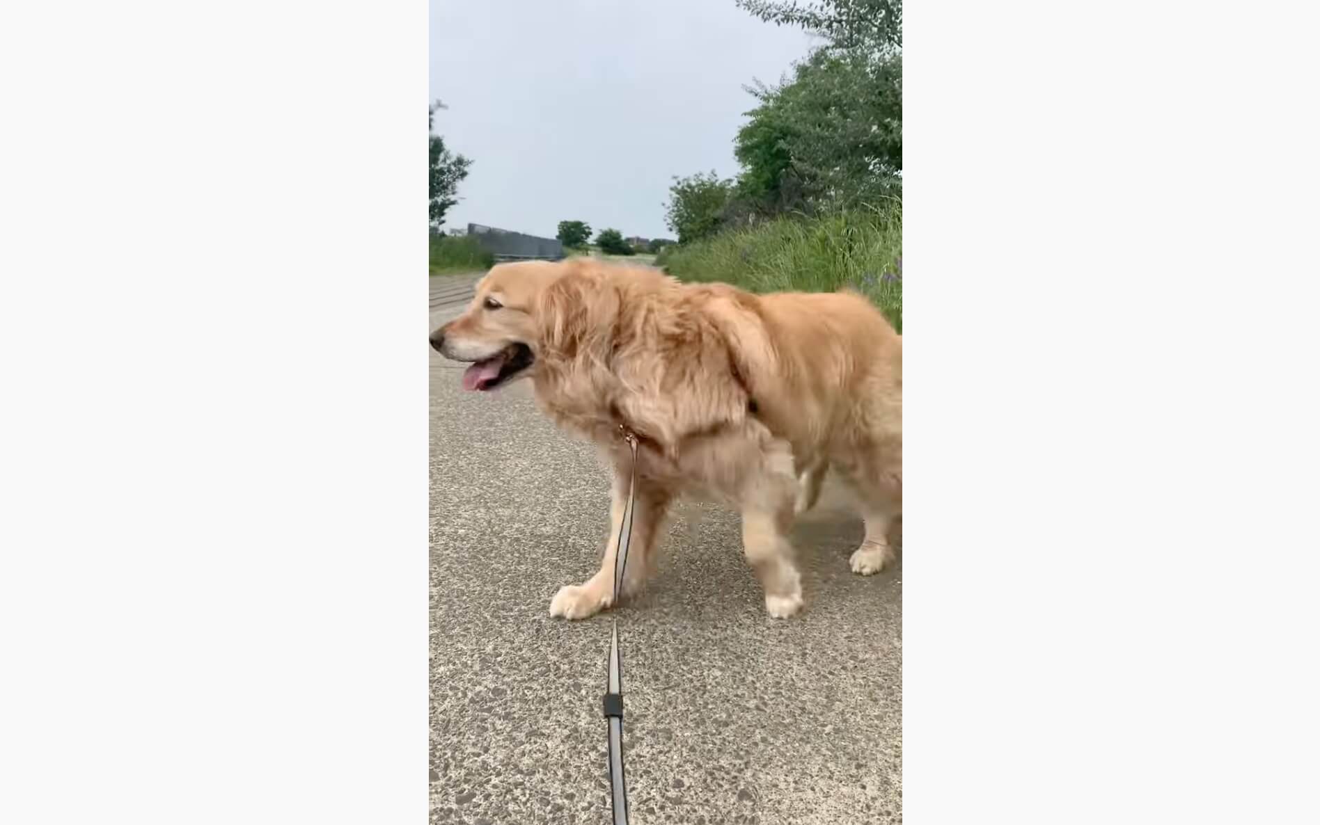 ゴールデンレトリーバー,動画