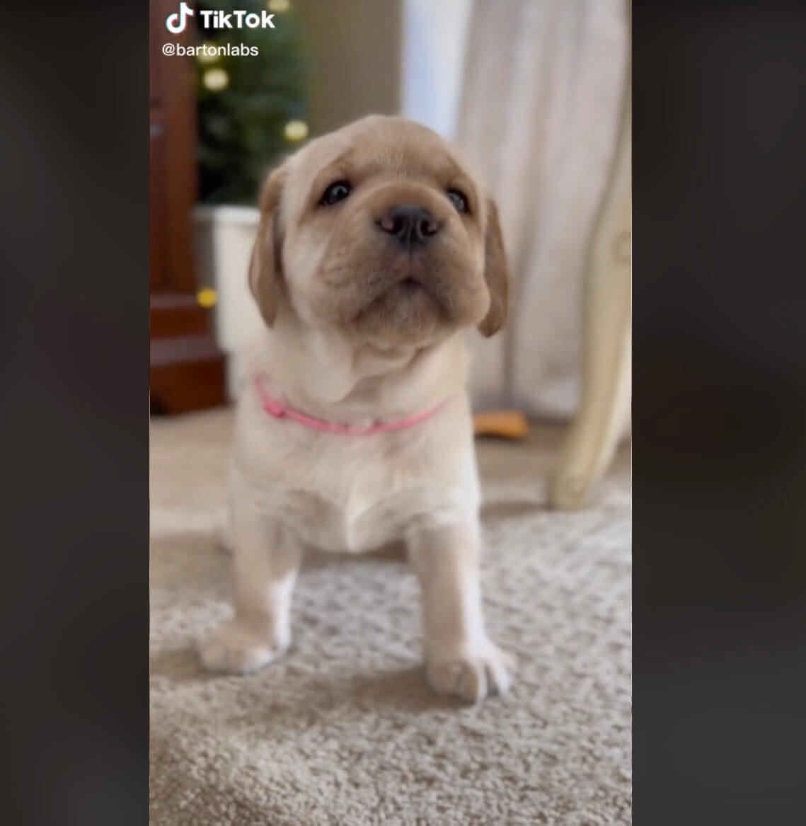 ラブラドールレトリーバー,動画