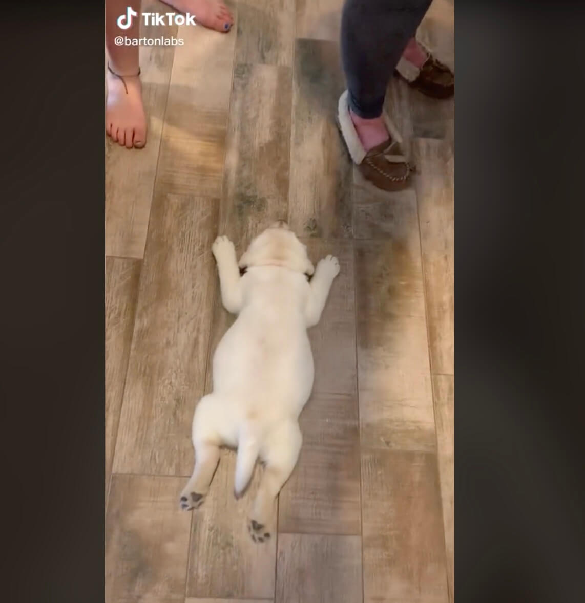 ラブラドールレトリーバー,動画