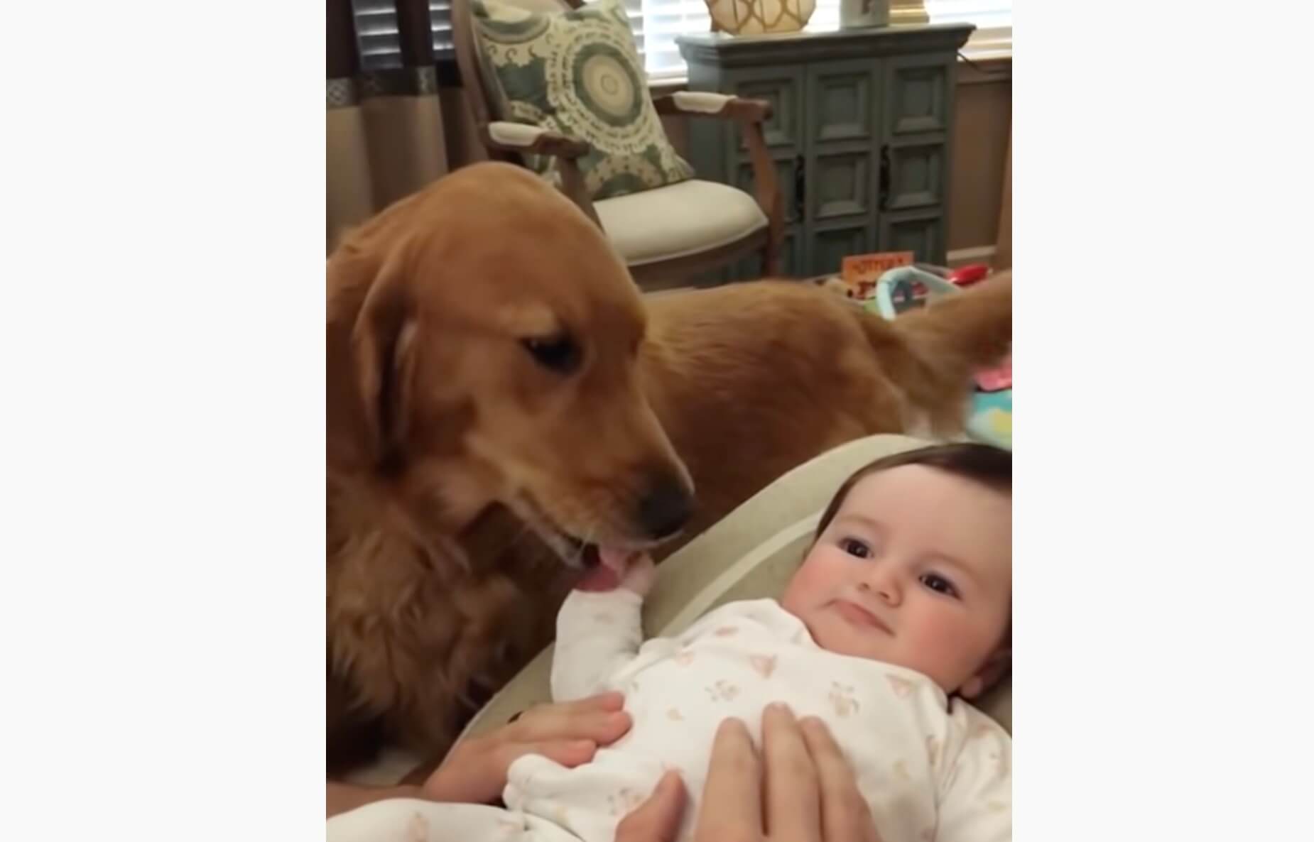 ゴールデンレトリーバー,動画