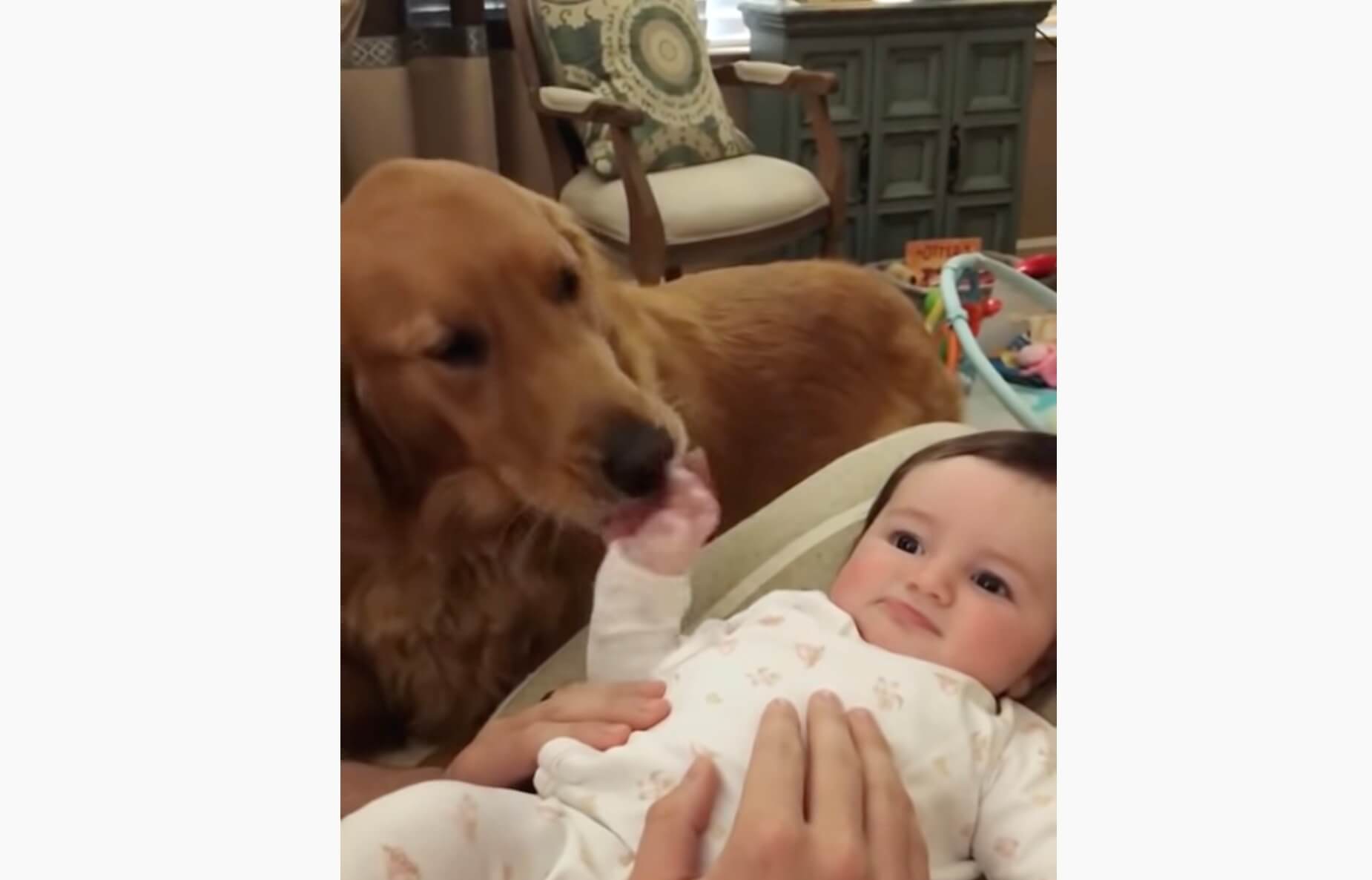 ゴールデンレトリーバー,動画