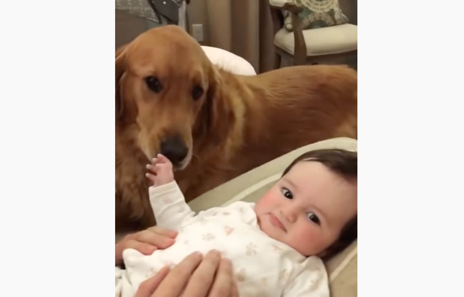 ゴールデンレトリーバー,動画