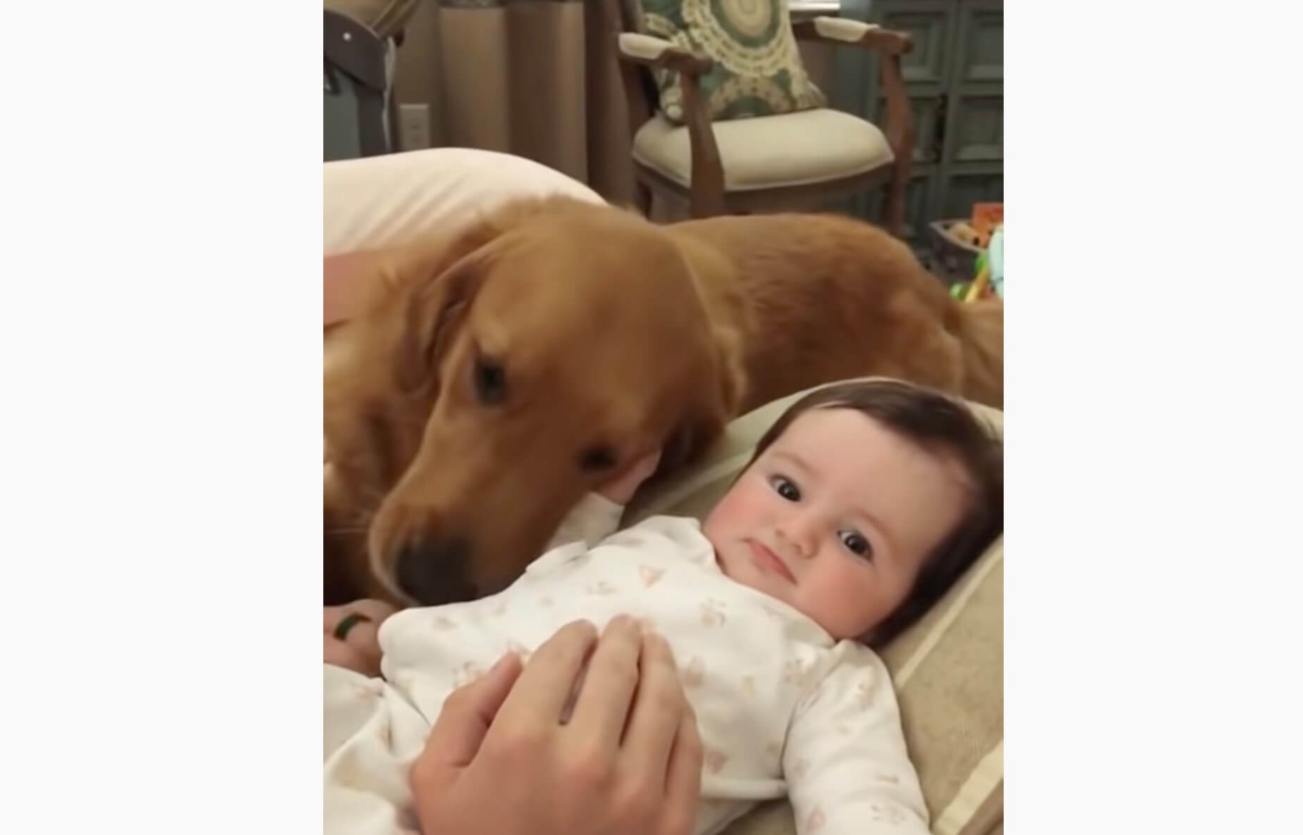 ゴールデンレトリーバー,動画