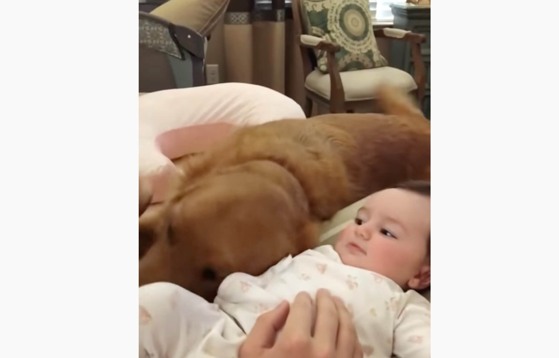 ゴールデンレトリーバー,動画