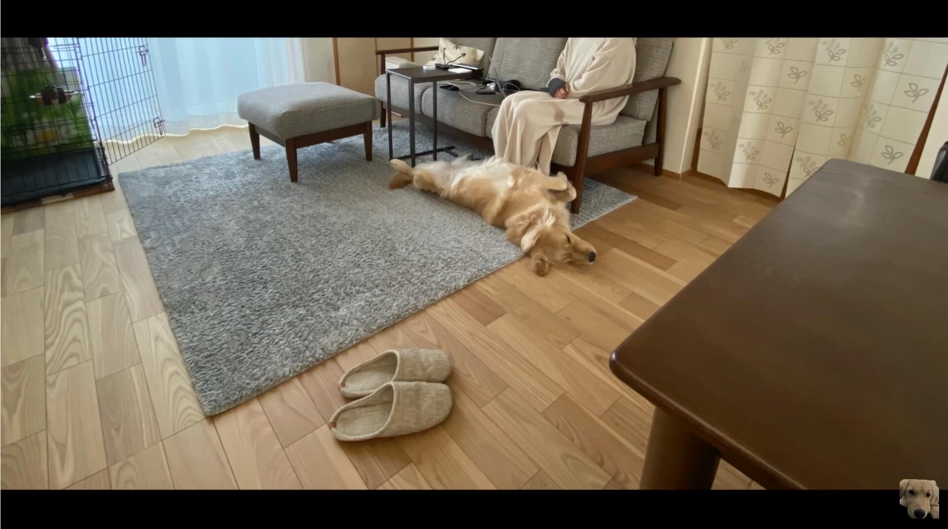 ゴールデンレトリーバー,動画