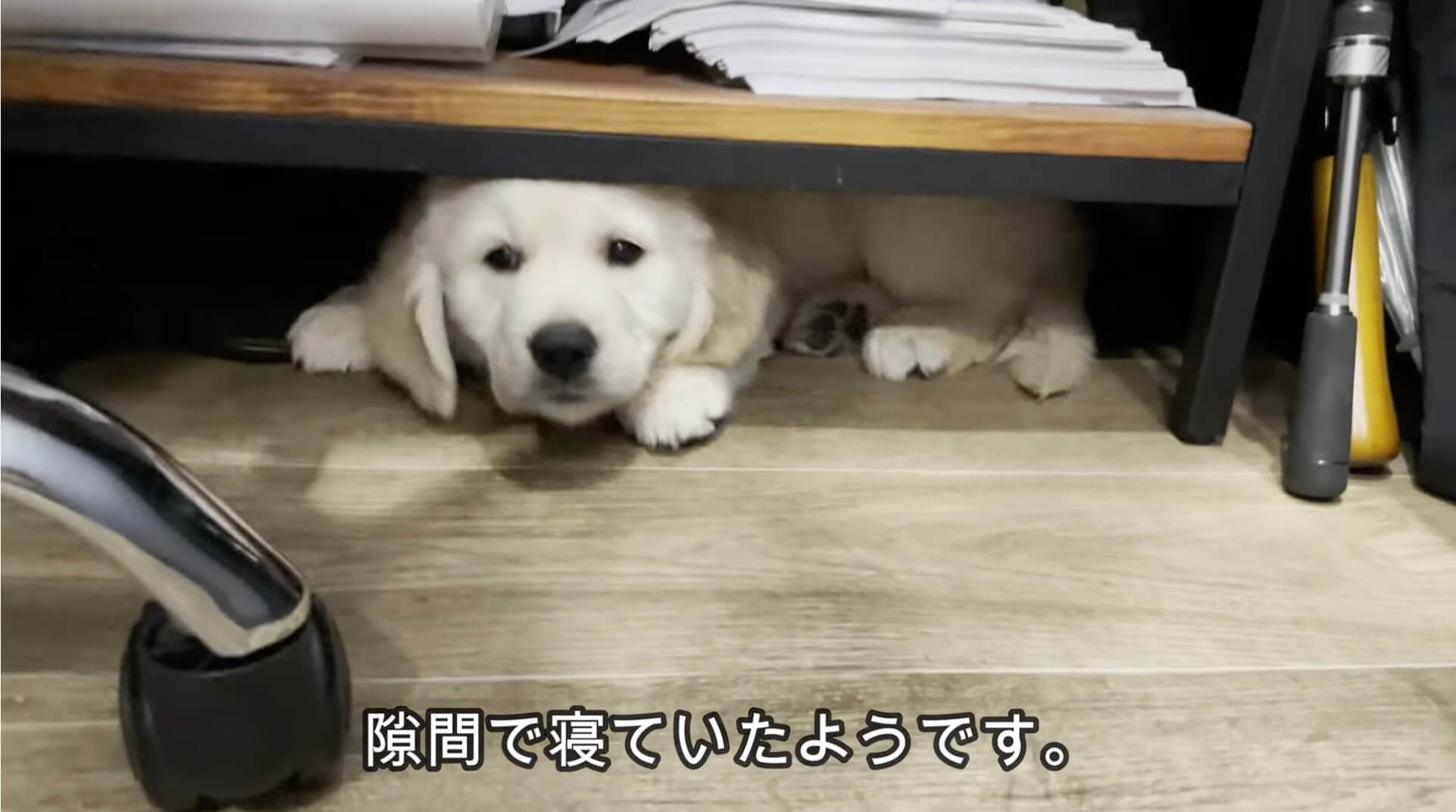 ゴールデンレトリーバー,動画