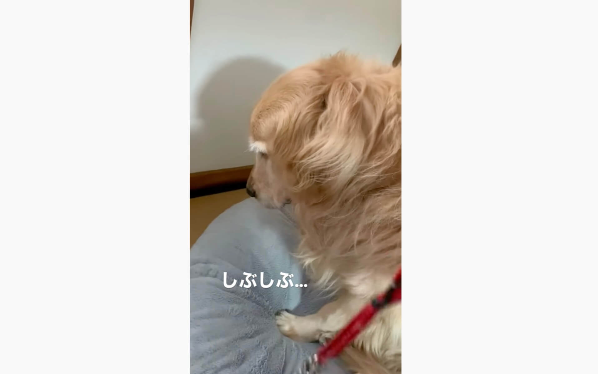 ゴールデンレトリーバー,動画