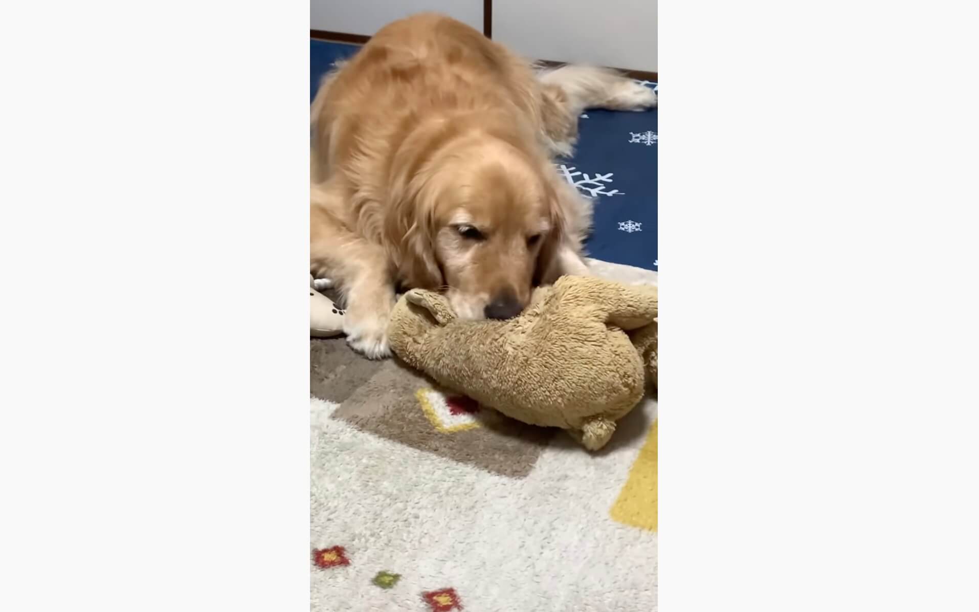 ゴールデンレトリーバー,動画