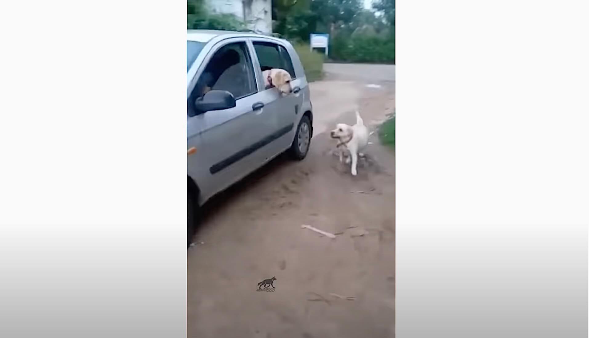 ラブラドールレトリーバー,動画