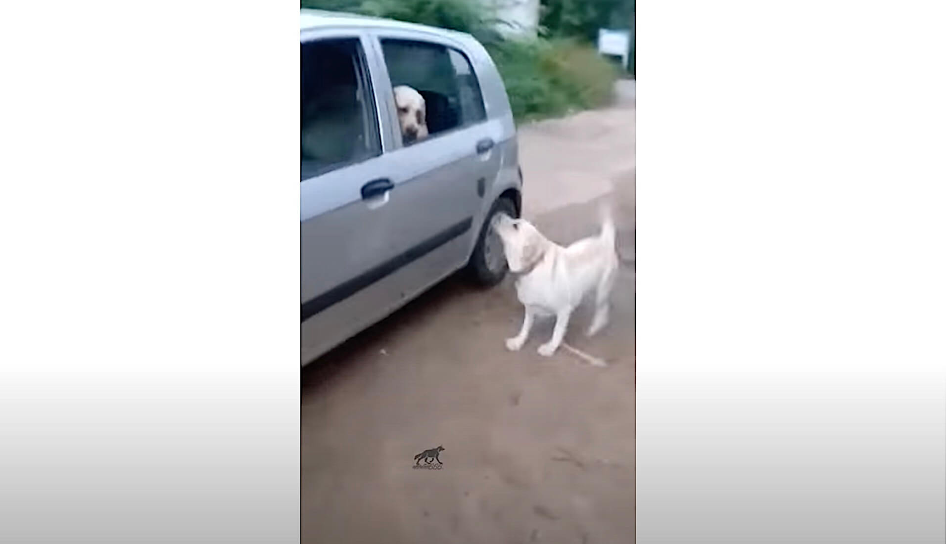 ラブラドールレトリーバー,動画