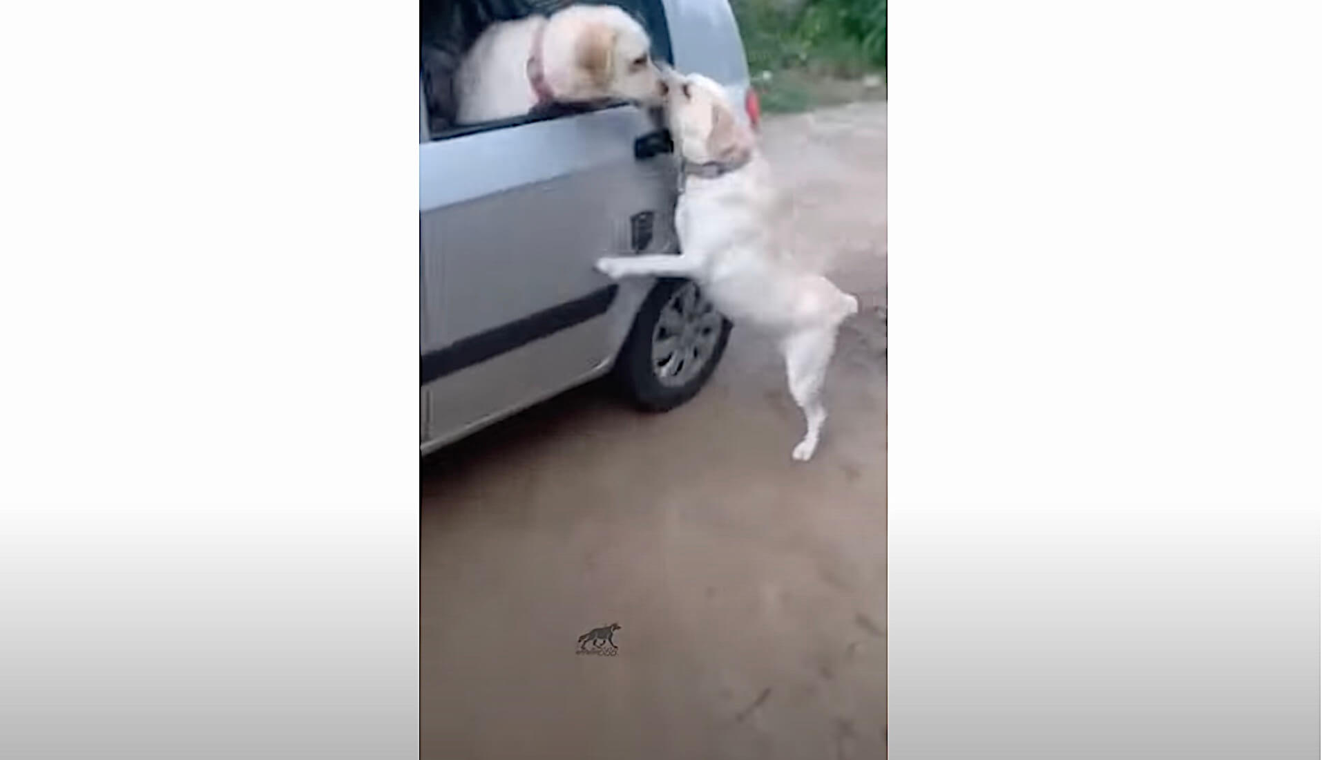 ラブラドールレトリーバー,動画