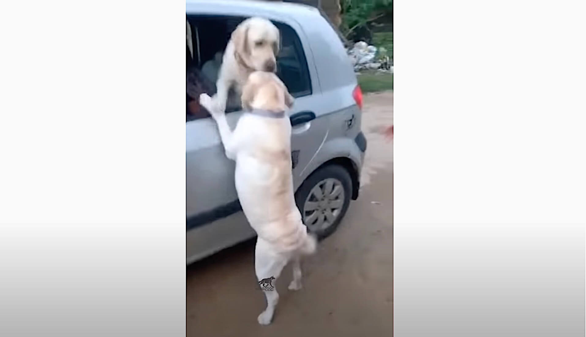 ラブラドールレトリーバー,動画