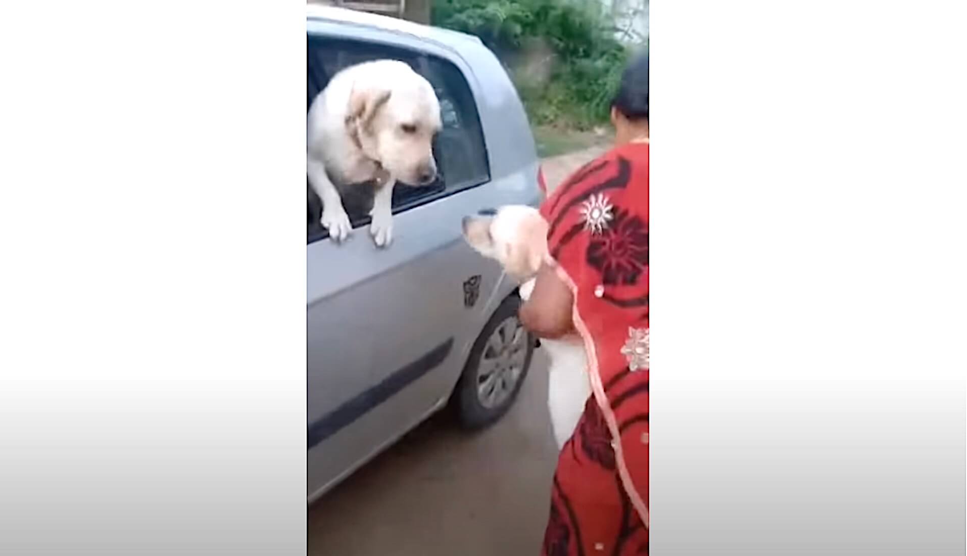 ラブラドールレトリーバー,動画