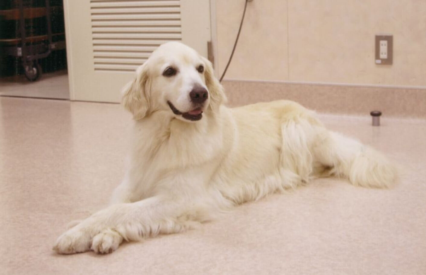 レトリーバー,取材