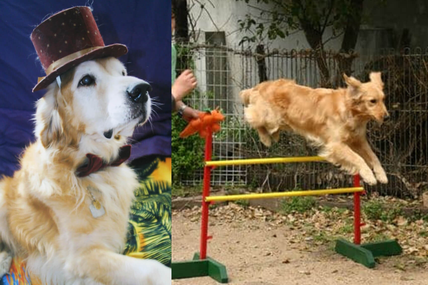 レトリーバー,取材