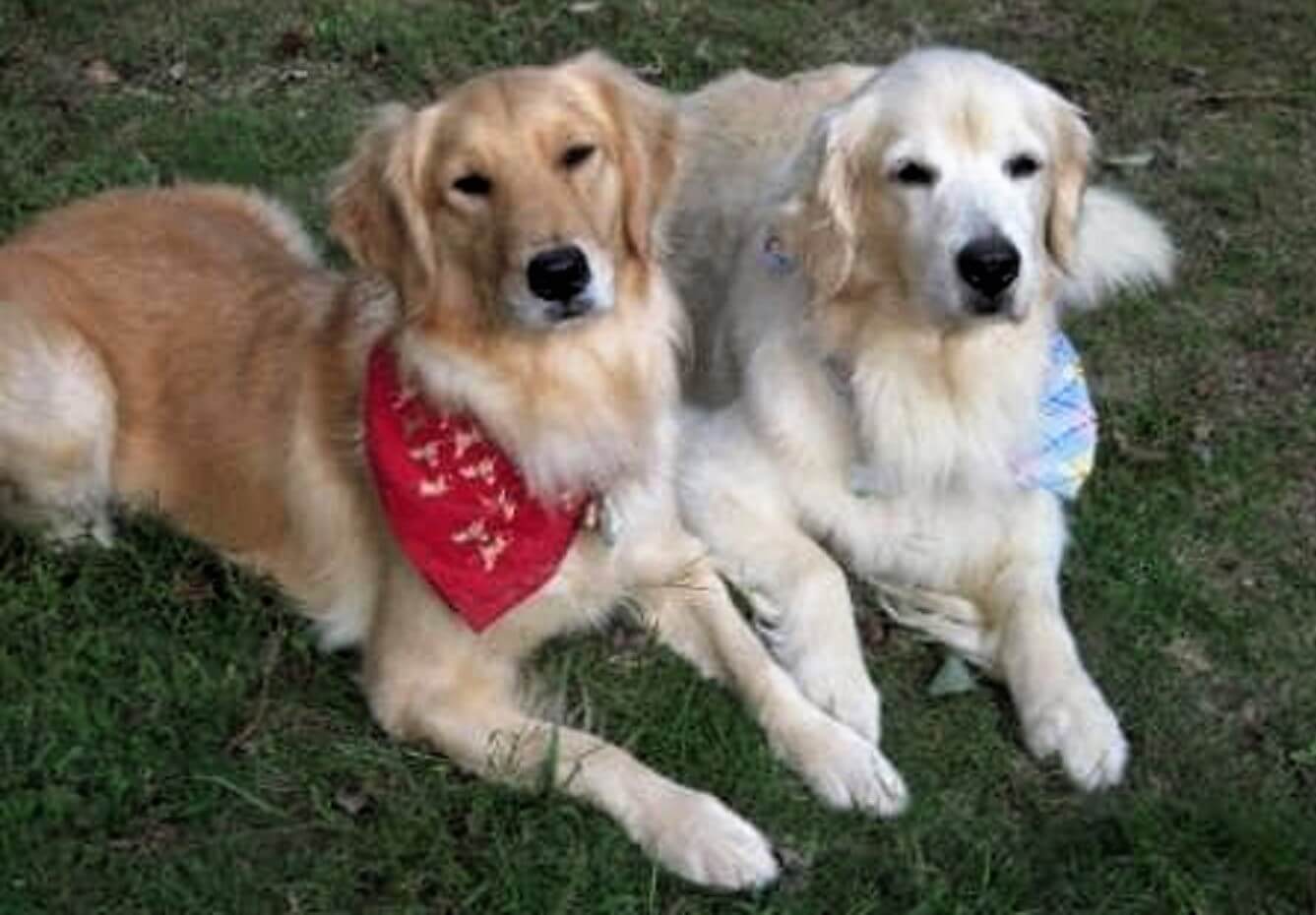 レトリーバー,取材