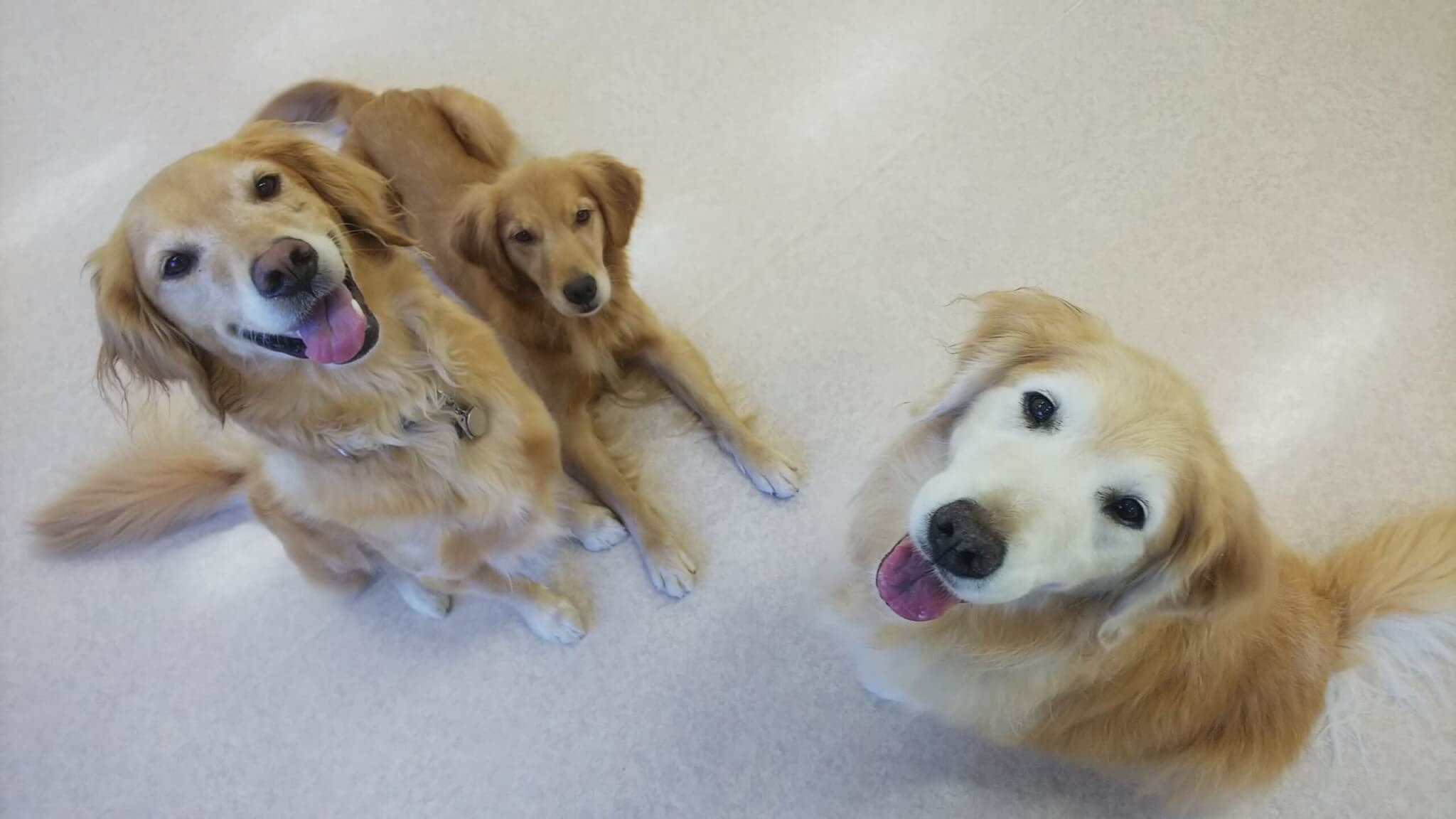 レトリーバー,取材