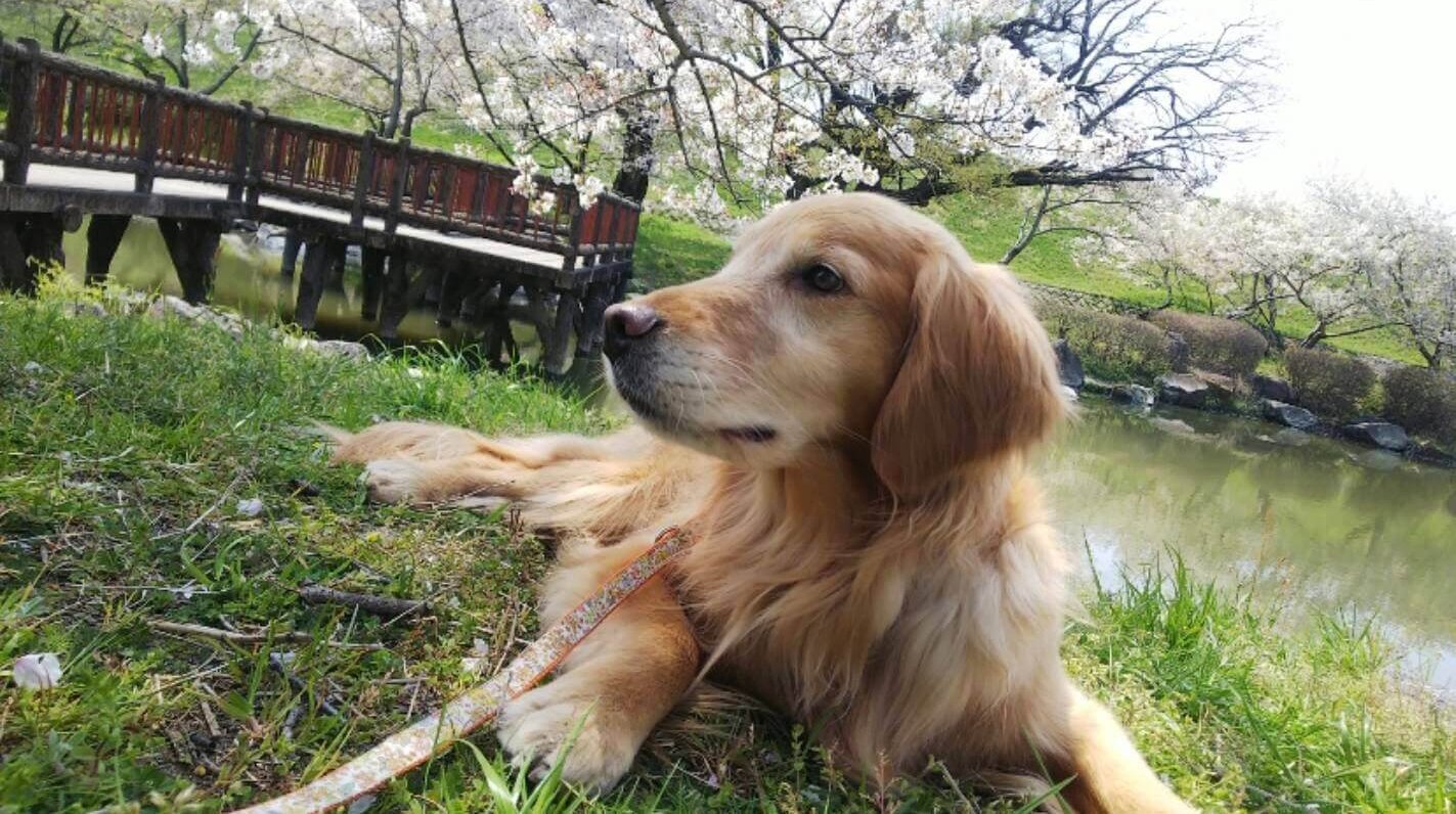 レトリーバー,取材