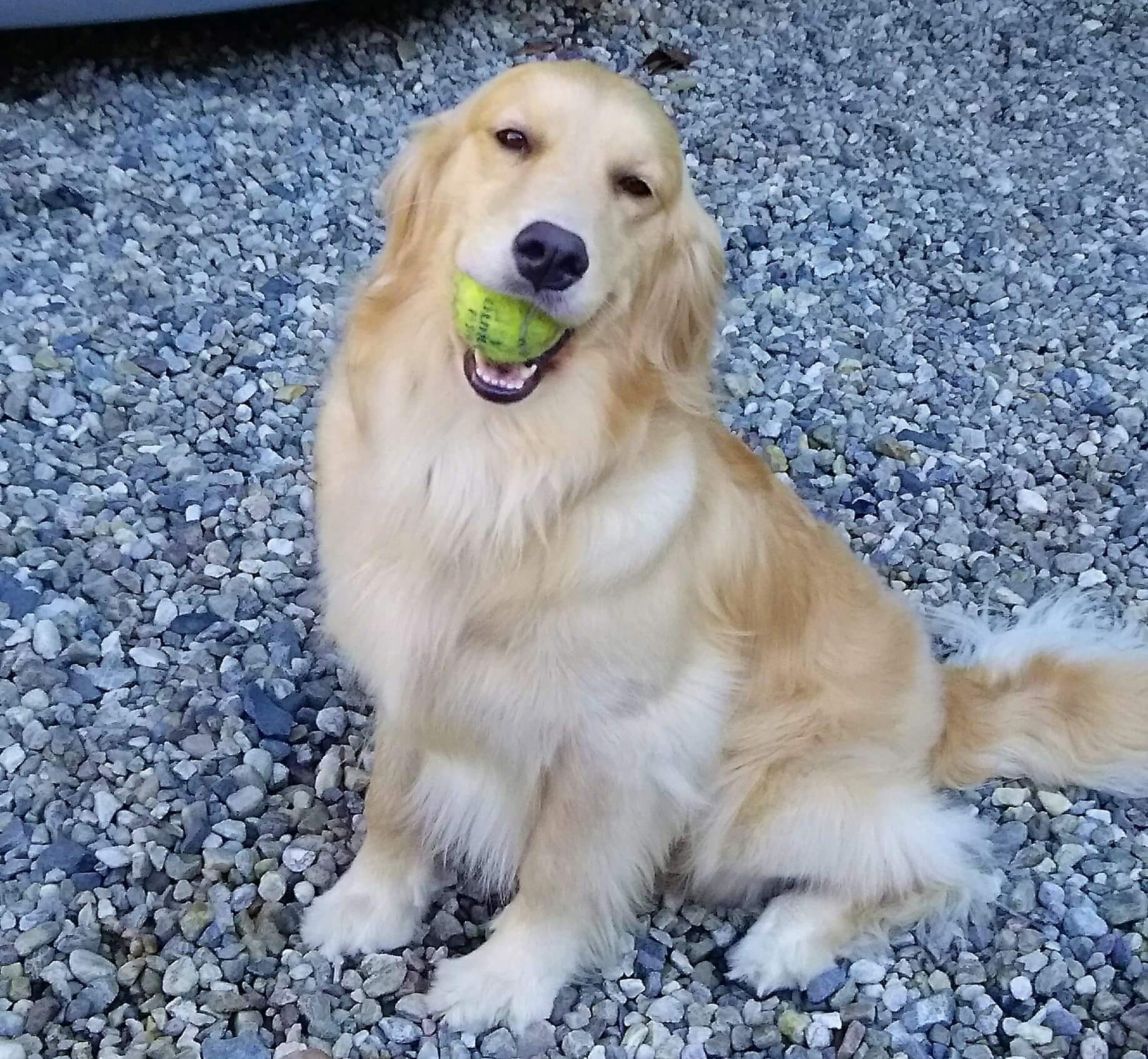 レトリーバー,取材