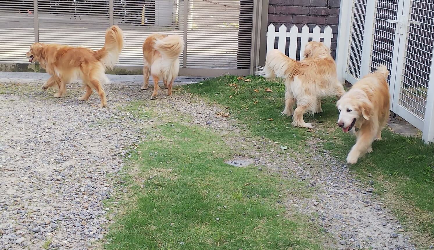 レトリーバー,取材