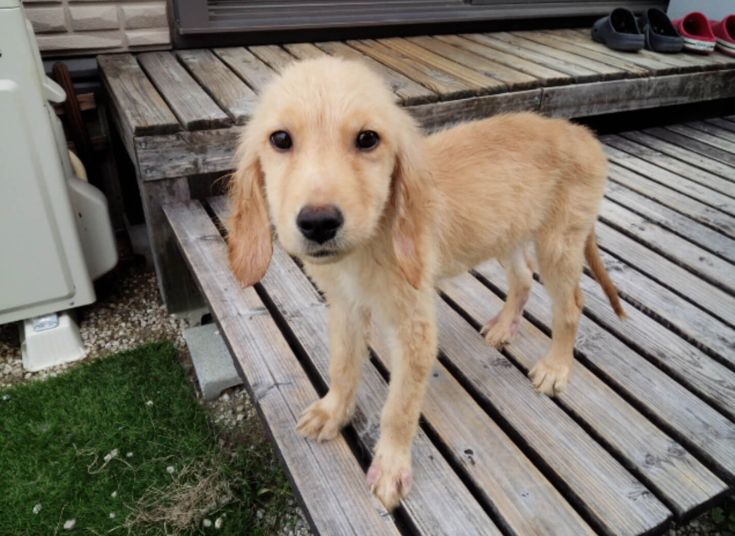 レトリーバー,取材