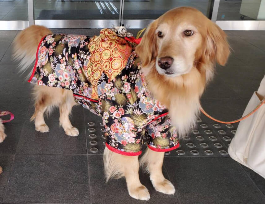 レトリーバー,取材