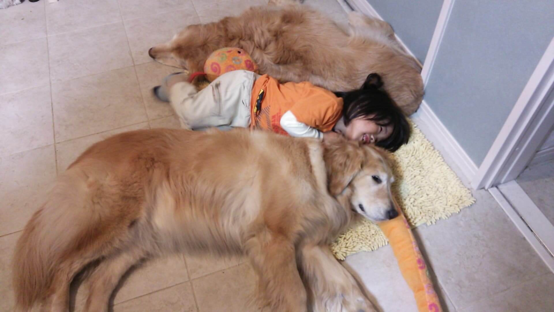 レトリーバー,取材