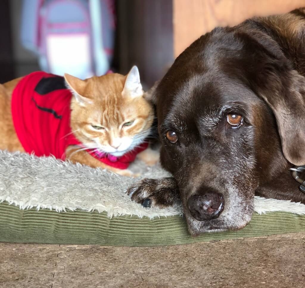 ラブラブラドールと猫