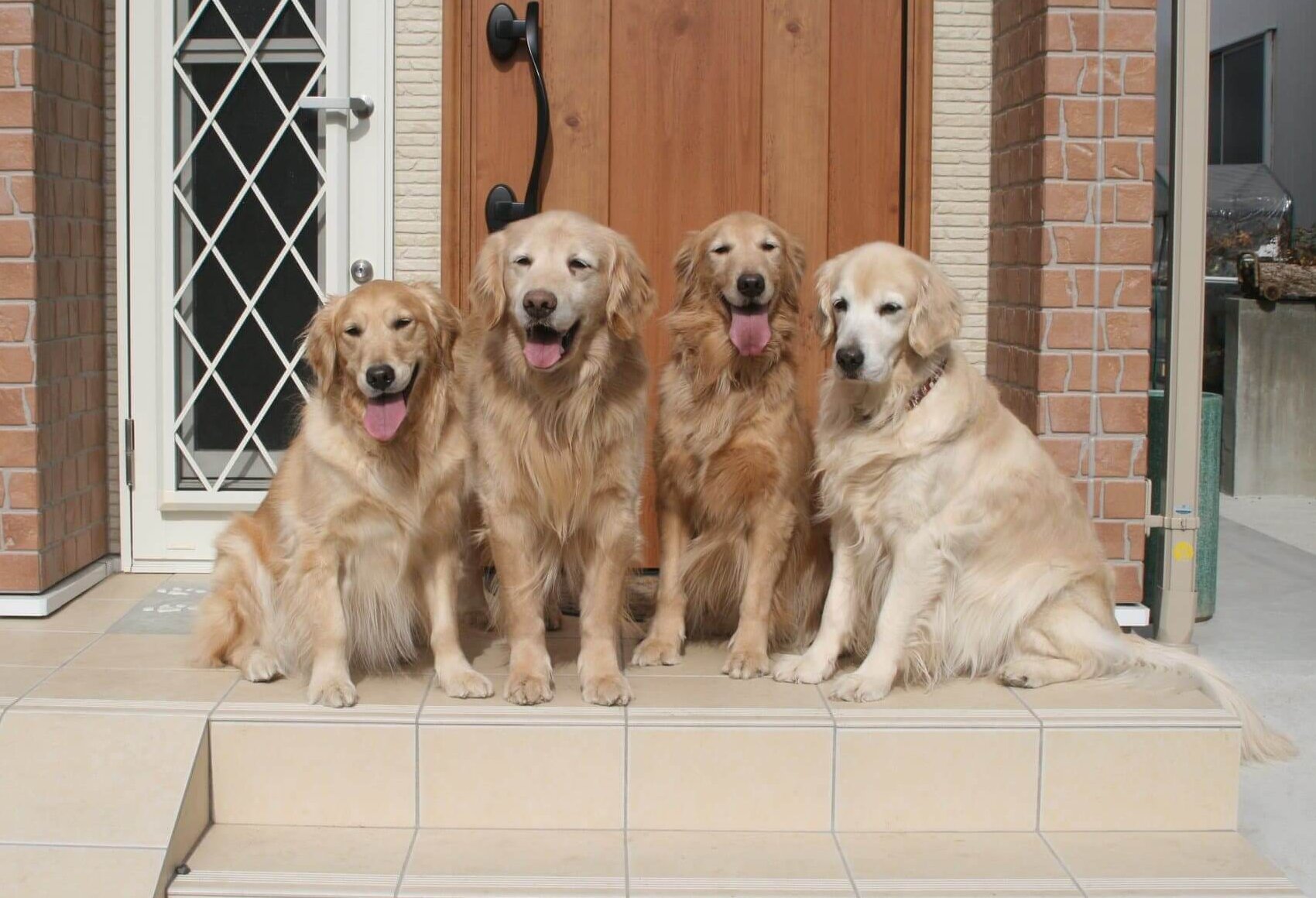 レトリーバー,取材