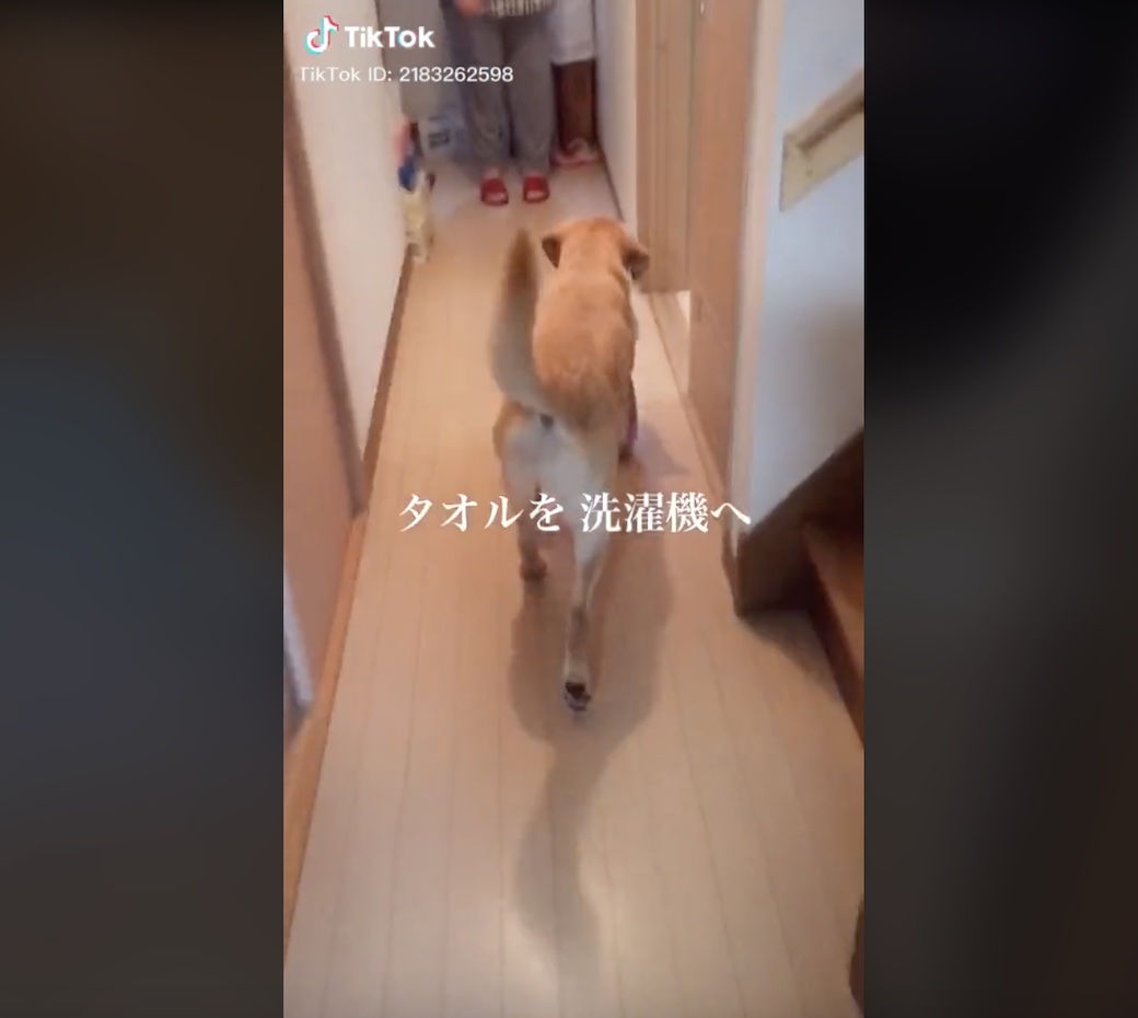 ラブラドールレトリーバー,動画