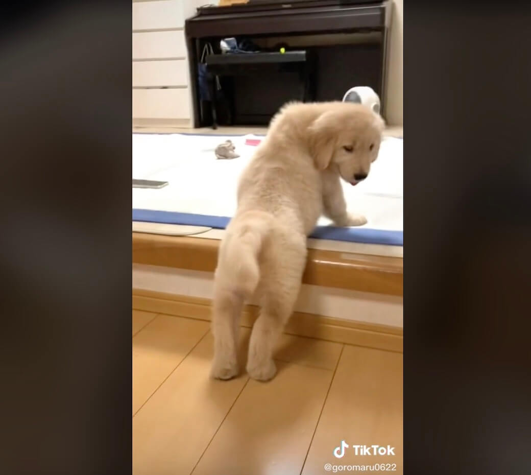 ゴールデンレトリーバー,動画