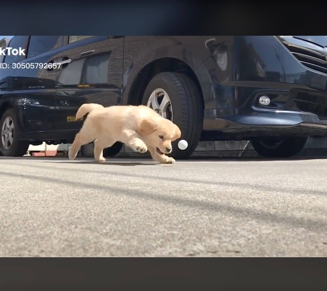 ゴールデンレトリーバー,動画