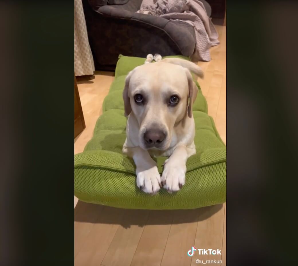 ラブラドールレトリーバー,動画