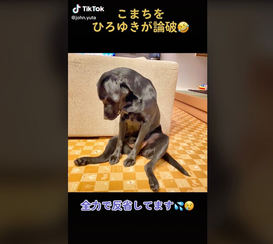 ラブラドールレトリーバー,動画