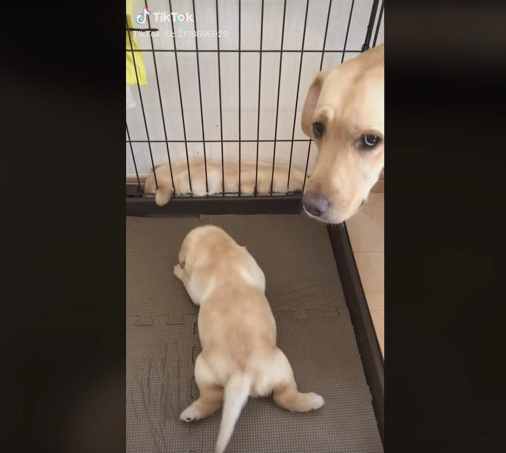 ラブラドールレトリーバー,動画