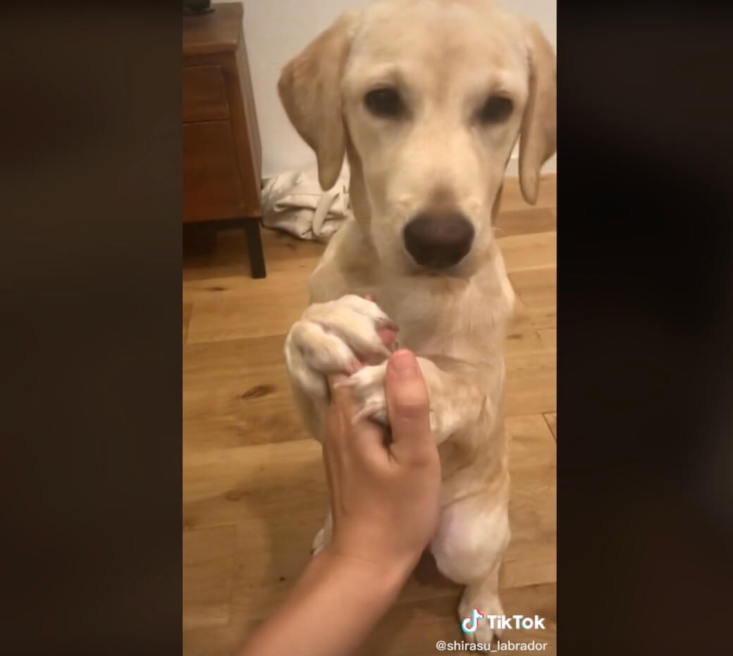 ラブラドールレトリーバー,動画