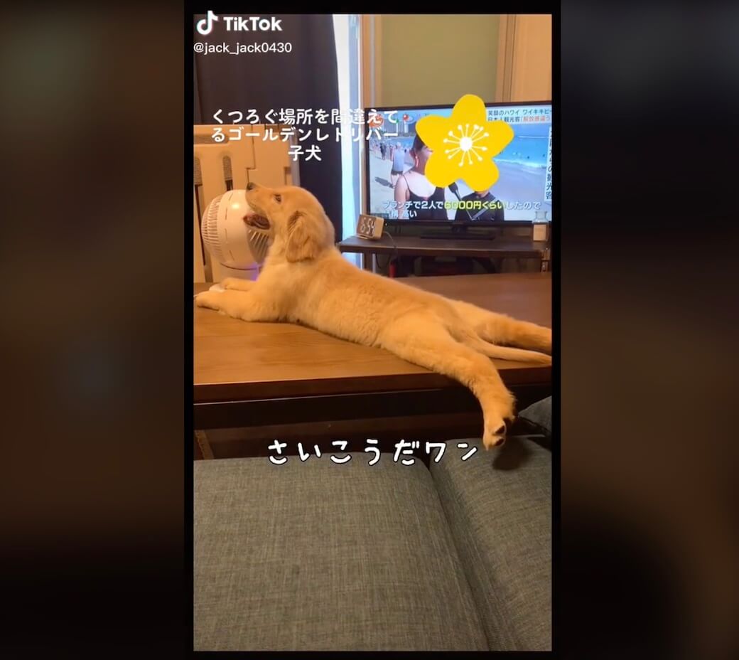 ゴールデンレトリーバー,動画