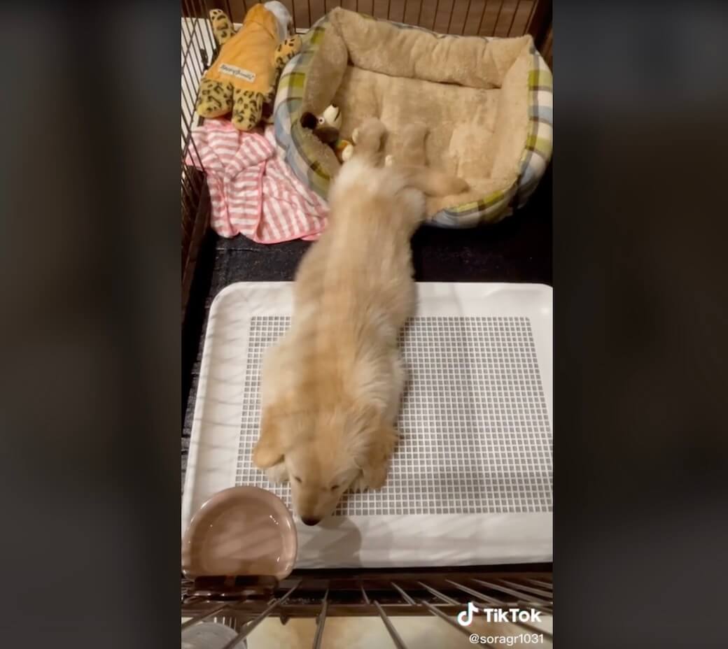 ゴールデンレトリーバー,動画