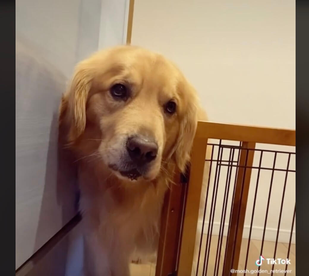 ゴールデンレトリーバー,動画