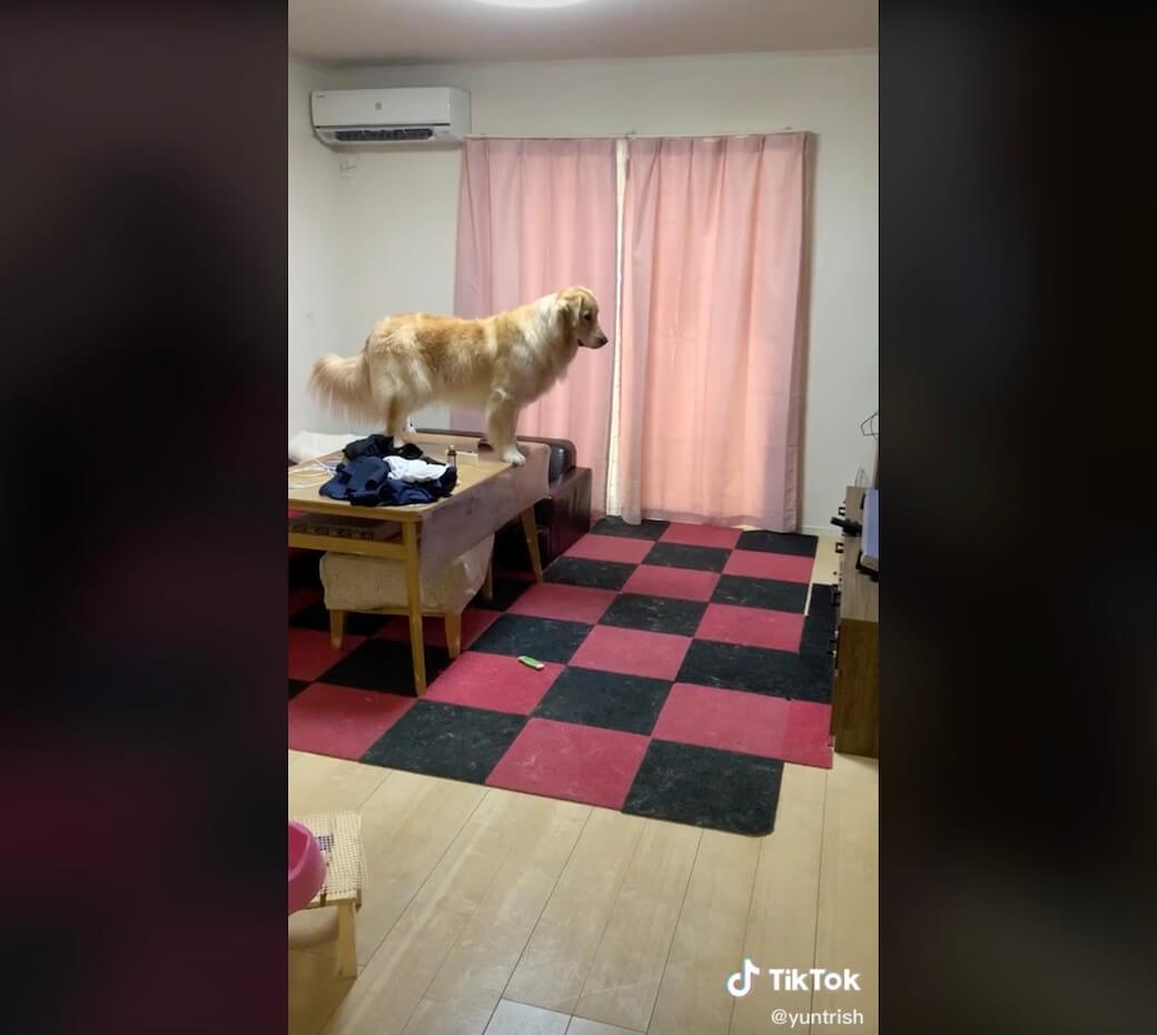 ゴールデンレトリーバー,動画