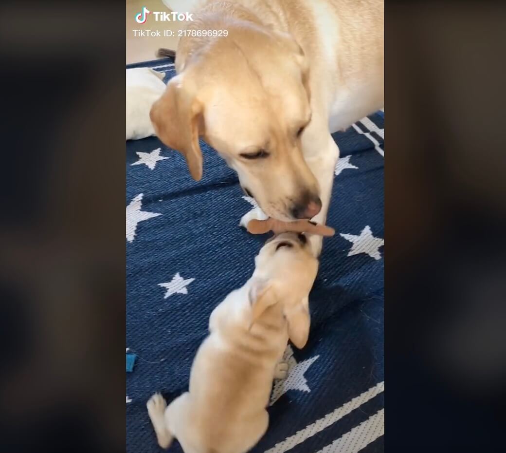 ラブラドールレトリーバー,動画