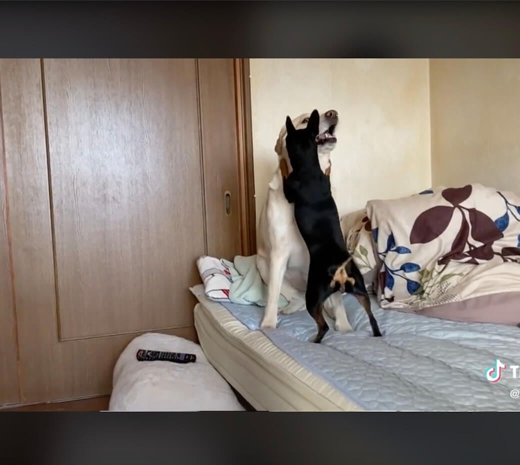 ラブラドールレトリーバー,動画