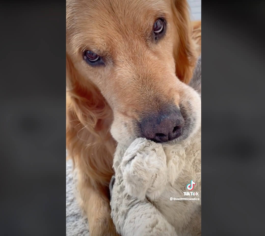 ゴールデンレトリーバー,動画