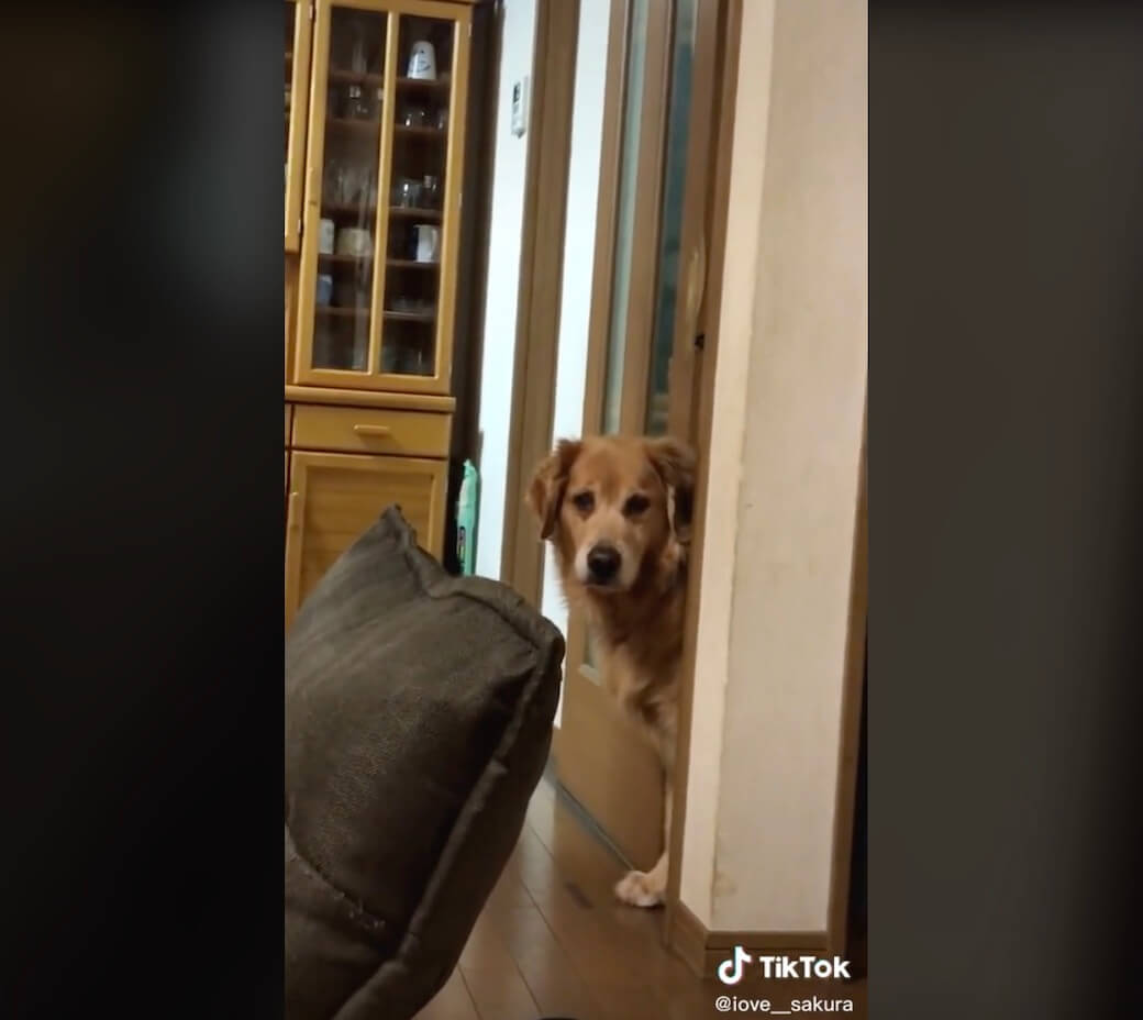 ゴールデンレトリーバー,動画