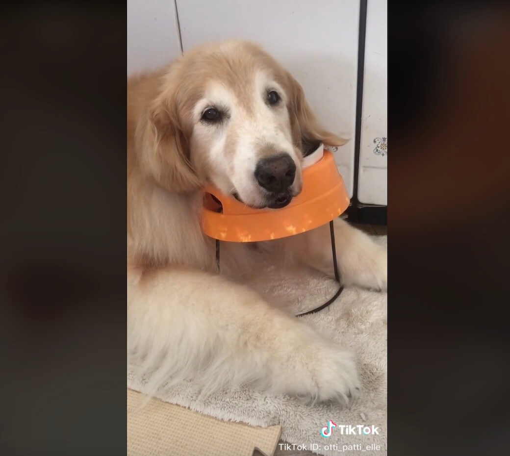 ゴールデンレトリーバー,動画