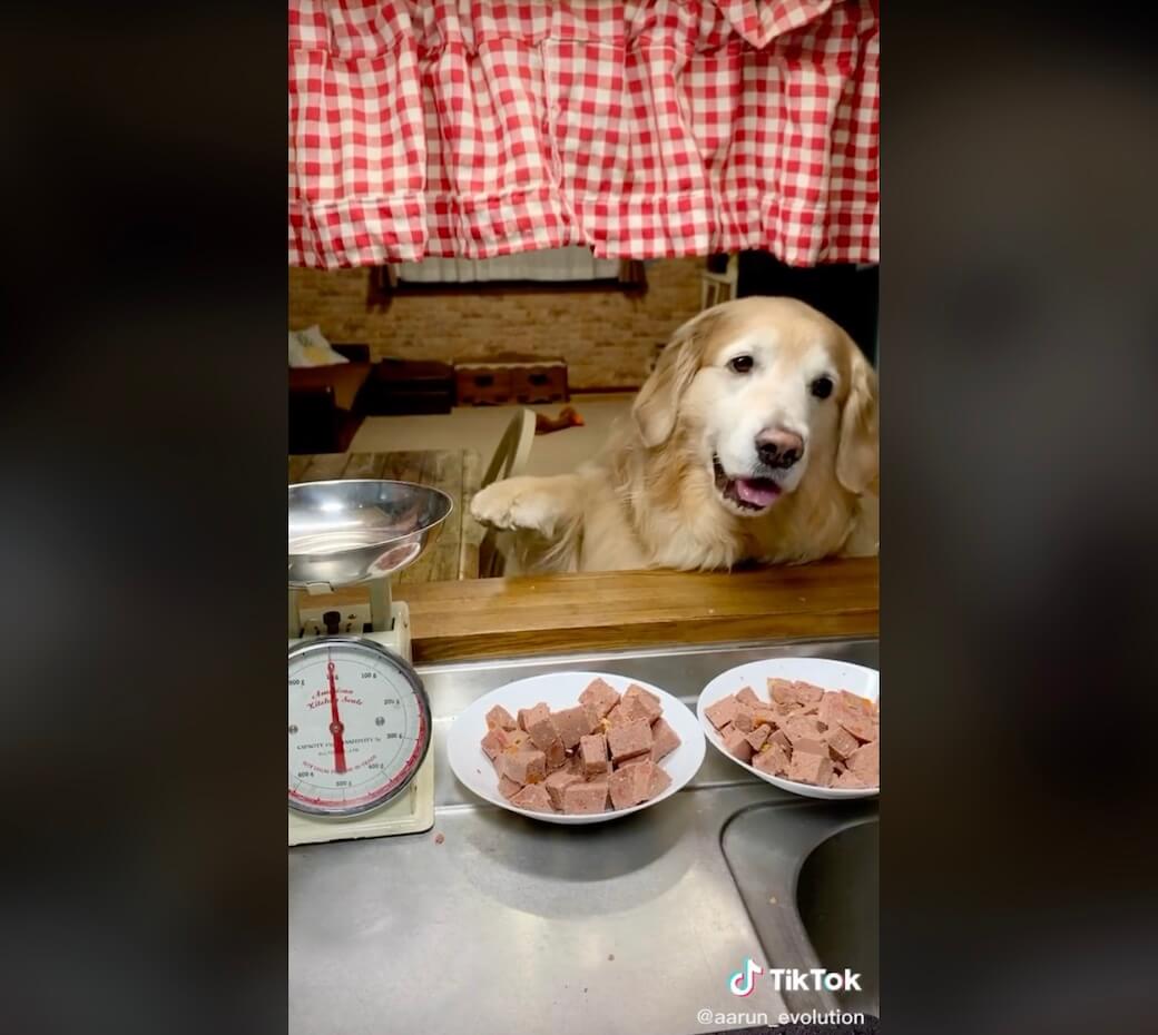 ゴールデンレトリーバー,動画